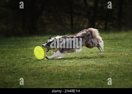 Flauschige Border Collie Merle Farbe läuft schnell und fängt spezielle fliegende Plastikscheibe mit Mund. Wettkämpfe und Sport mit Hund an frischer Luft auf Grün Stockfoto