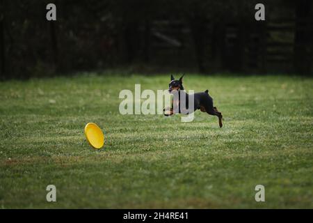 Wettkämpfe und Sport mit Hund an der frischen Luft auf dem grünen Feld im Park. Miniatur deutscher Pinscher von schwarz und braun Farbe läuft schnell und versucht, Ye zu fangen Stockfoto