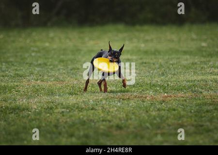 Wettkämpfe und Sport mit Hund an der frischen Luft auf dem grünen Feld im Park. Miniatur deutscher Pinscher von schwarz und braun Farbe läuft schnell und greift Kunststoff Stockfoto