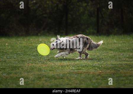 Flauschige Border Collie Merle Farbe läuft schnell und fängt spezielle fliegende Plastikscheibe mit Mund. Wettkämpfe und Sport mit Hund an frischer Luft auf Grün Stockfoto