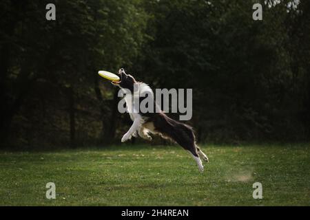 Flauschige Border Collie der schwarzen und weißen Farbe springt hoch und fängt spezielle fliegende Plastikscheibe mit Mund. Wettbewerbe und Sport mit Hund in frisch Stockfoto