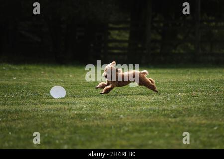 Wettkämpfe und Sport mit Hund an der frischen Luft auf dem grünen Feld im Park. Miniatur-Spielzeug Pudel von roten Pfirsich Farbe läuft schnell und versucht, weiße Plast zu fangen Stockfoto