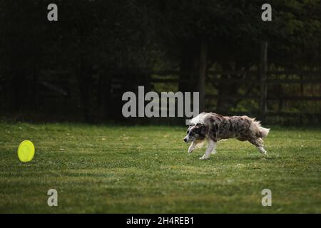 Flauschige Border Collie Merle Farbe läuft schnell und fängt spezielle fliegende Plastikscheibe mit Mund. Wettkämpfe und Sport mit Hund an frischer Luft auf Grün Stockfoto