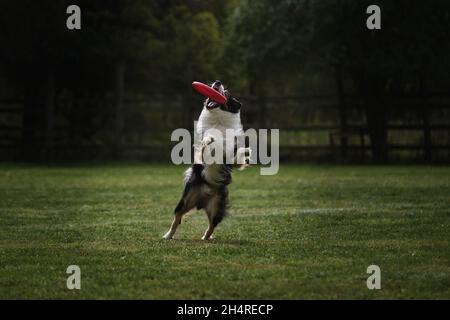 Flauschige Border Collie der schwarzen und weißen Farbe springt hoch und fängt spezielle fliegende Plastikscheibe mit Mund. Wettbewerbe und Sport mit Hund in frisch Stockfoto