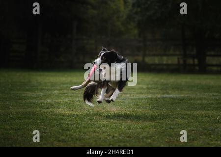 Flauschige Border Collie der schwarzen und weißen Farbe springt hoch und fängt spezielle fliegende Plastikscheibe mit Mund. Wettbewerbe und Sport mit Hund in frisch Stockfoto