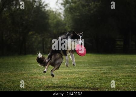 Flauschige Border Collie der schwarzen und weißen Farbe springt hoch und fängt spezielle fliegende Plastikscheibe mit Mund. Wettbewerbe und Sport mit Hund in frisch Stockfoto