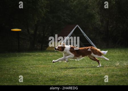 Flauschige Grenze der rötlich weißen Farbe läuft schnell und versucht, spezielle fliegende Plastikscheibe zu erreichen. Wettkämpfe und Sport mit Hund an frischer Luft auf Grün Stockfoto