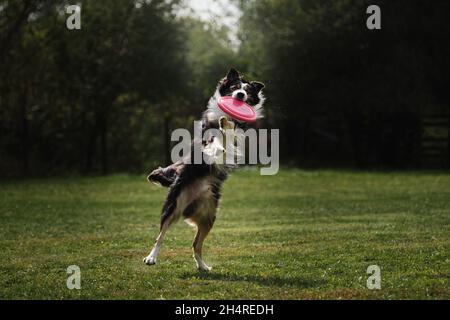 Flauschige Border Collie der schwarzen und weißen Farbe springt hoch und fängt spezielle fliegende Plastikscheibe mit Mund. Wettbewerbe und Sport mit Hund in frisch Stockfoto