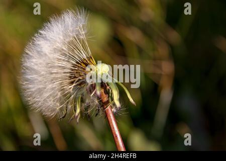 Die Blüte des Dandelions ist nur noch die Hälfte der Samen übrig Stockfoto