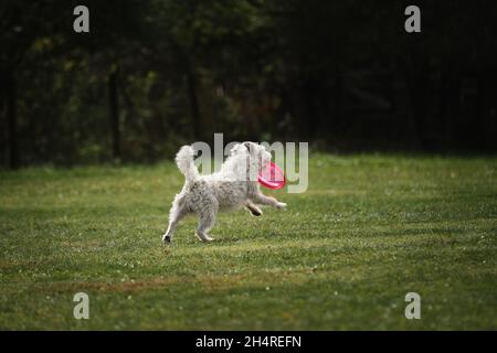 Wettkämpfe und Sport mit Hund an der frischen Luft auf dem grünen Feld im Park. Der weißfarbige Jack Russell Terrier mit Drahthaar läuft schnell und hält pink Stockfoto