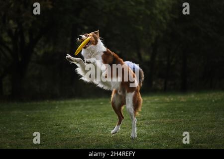 Flauschige Border Collie von rötlich-weiß-sable Farbe springt hoch und fängt gelb fliegende Plastikscheibe mit seinem Mund. Wettkämpfe und Sport mit Hund i Stockfoto