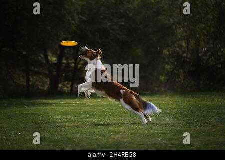 Flauschige Border Collie von rötlich-weiß-sable Farbe springt hoch und fängt gelb fliegende Plastikscheibe mit seinem Mund. Wettkämpfe und Sport mit Hund i Stockfoto