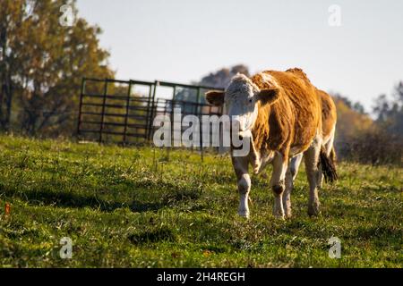 Weiße braune Kuh, die in warmem Abendlicht auf einer grünen Wiese steht Stockfoto