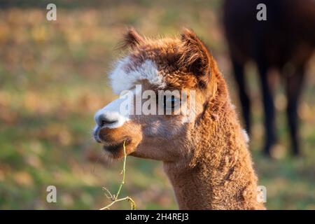 Kopf eines braunen weißen Alpaka auf einer Wiese mit einem Grashalm im Mund Stockfoto