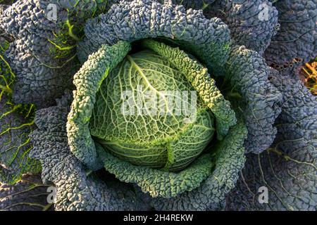 wirsing wächst in einem Bio-Garten Stockfoto