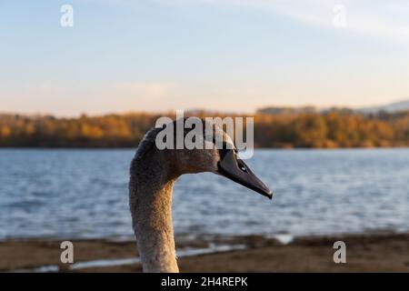 Junger Schwan (Cygnus olor) mit grauem Gefieder Stockfoto