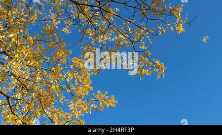 Japanischer Pagodenbaum (Styphnolobium japonicum) mit gelben Herbstblättern und blauem Himmel Stockfoto