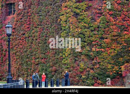 London, England, Großbritannien. Virgina Creeper (Parthenocissus quinquefolia) an der Wand der Admiralität Zitadelle, Horse Guards Parade, rot im Herbst (N Stockfoto