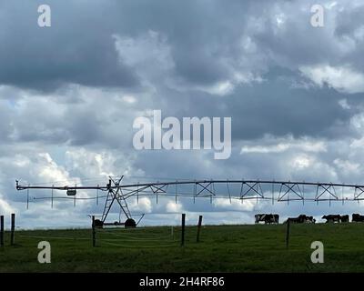 Schöne Weide mit Viehzucht und Bewässerungssystem an einem dunklen bewölkten Tag in Georgien Stockfoto