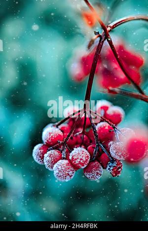 Rote Beeren unter dem ersten Frost auf grünem Hintergrund Stockfoto
