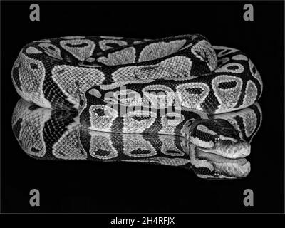 Graustufen Nahaufnahme einer Kugelpython. Python regius, auch Royal Python genannt. Stockfoto