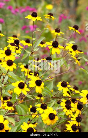 Rudbeckia triloba 'Blackjack Gold', goldene Blüten mit schwarzen Zapfen in einem Hüttengarten. VEREINIGTES KÖNIGREICH Stockfoto