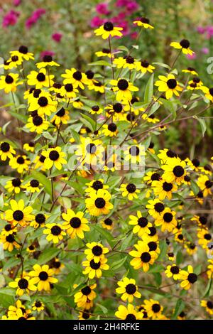 Rudbeckia triloba 'Blackjack Gold', goldene Blüten mit schwarzen Zapfen in einem Hüttengarten. VEREINIGTES KÖNIGREICH Stockfoto