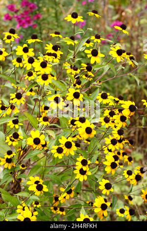 Rudbeckia triloba 'Blackjack Gold', goldene Blüten mit schwarzen Zapfen in einem Hüttengarten. VEREINIGTES KÖNIGREICH Stockfoto