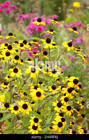 Rudbeckia triloba 'Blackjack Gold', goldene Blüten mit schwarzen Zapfen in einem Hüttengarten. VEREINIGTES KÖNIGREICH Stockfoto