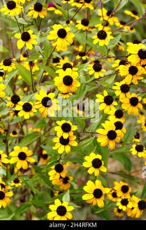 Rudbeckia triloba 'Blackjack Gold', goldene Blüten mit schwarzen Zapfen in einem Hüttengarten. VEREINIGTES KÖNIGREICH Stockfoto