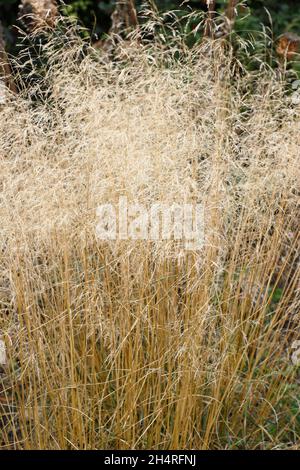 Deschampsia cespitosa Golden Veil. Tufted hair grass 'Goldschleier' in autumn. UK Stockfoto
