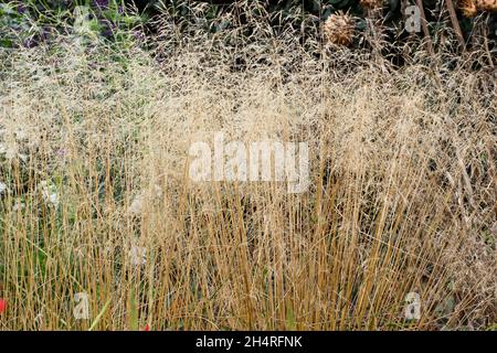 Deschampsia cespitosa Golden Veil. Tufted hair grass 'Goldschleier' in autumn. UK Stockfoto