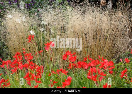 Deschampsia cespitosa 'Goldschleier' with Hesperantha coccinea 'Major'. Tufted hair grass 'Golden Veil' with Crimson flag in autumn. UK Stockfoto