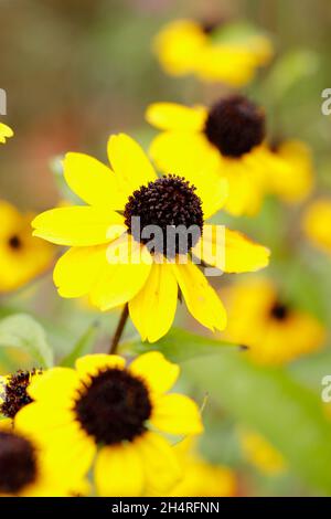 Rudbeckia triloba 'Blackjack Gold', goldene Blüten mit schwarzen Zapfen in einem Hüttengarten. VEREINIGTES KÖNIGREICH Stockfoto