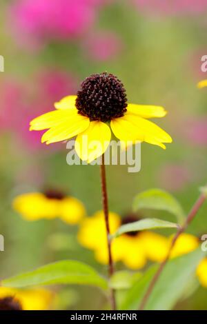 Rudbeckia triloba 'Blackjack Gold', goldene Blüten mit schwarzen Zapfen in einem Hüttengarten. VEREINIGTES KÖNIGREICH Stockfoto