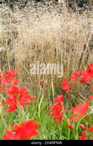 Deschampsia cespitosa 'Goldschleier' with Hesperantha coccinea 'Major'. Tufted hair grass 'Golden Veil' with Crimson flag in autumn. UK Stockfoto