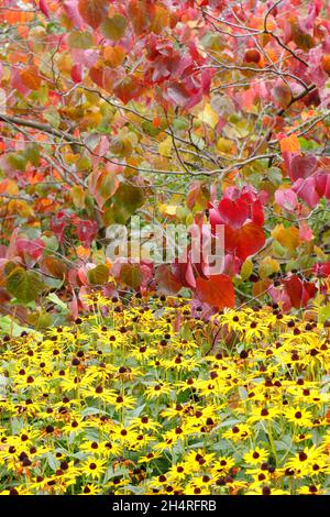 Cercis canadensis und Rudbeckia 'Goldsturm'. Wald Stiefmütterchen Baum zeigt Herbstfarben neben spät blühenden schwarzen Augen Susan Blumen gepflanzt. U Stockfoto