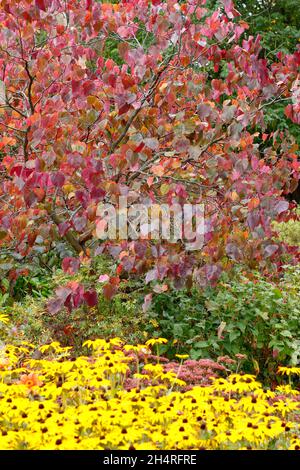 Cercis canadensis und Rudbeckia 'Goldsturm'. Wald Stiefmütterchen Baum zeigt Herbstfarben neben spät blühenden schwarzen Augen Susan Blumen gepflanzt. U Stockfoto