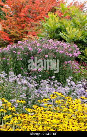 Astern und Rudbeckien im Herbstgarten. Von vorne nach hinten: Rudbeckia 'Goldsturm', Aster 'Monch', Aster 'Harington's Pink', Mahonia 'Wintersonne'. VEREINIGTES KÖNIGREICH Stockfoto