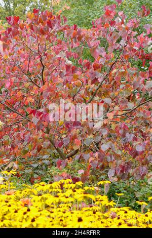 Cercis canadensis und Rudbeckia 'Goldsturm'. Wald Stiefmütterchen Baum zeigt Herbstfarben neben spät blühenden schwarzen Augen Susan Blumen gepflanzt. U Stockfoto