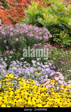 Astern und Rudbeckien im Herbstgarten. Von vorne nach hinten: Rudbeckia 'Goldsturm', Aster 'Monch', Aster 'Harington's Pink', Mahonia 'Wintersonne'. VEREINIGTES KÖNIGREICH Stockfoto