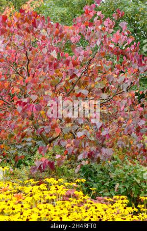 Cercis canadensis und Rudbeckia 'Goldsturm'. Wald Stiefmütterchen Baum zeigt Herbstfarben neben spät blühenden schwarzen Augen Susan Blumen gepflanzt. U Stockfoto