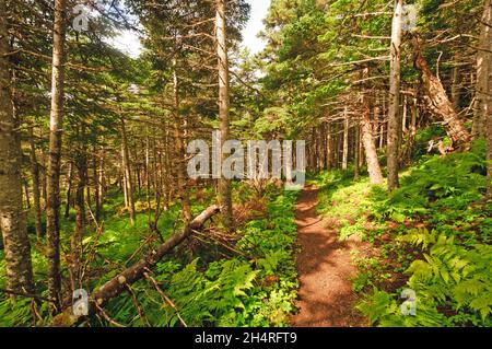 Die grünen Gärten Trail im Gros Morne National Park Stockfoto