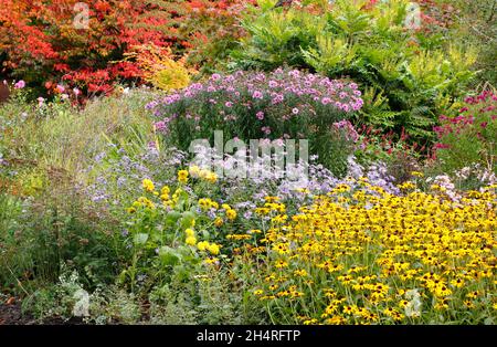 Astern und Rudbeckien im Herbstgarten. Von vorne nach hinten: Rudbeckia 'Goldsturm', Aster 'Monch', Aster 'Harington's Pink', Mahonia 'Wintersonne'. VEREINIGTES KÖNIGREICH Stockfoto