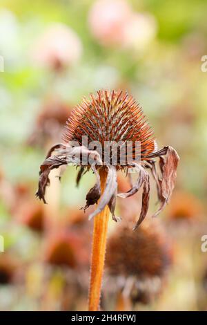 Samenkopf von Echinacea purpurea purpurpurea im Herbst. VEREINIGTES KÖNIGREICH Stockfoto