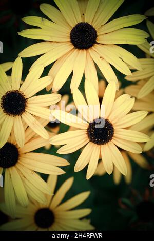 Schwarze Augen Susan Blumen auf einem dunklen Hintergrund mit Vignette aufgetragen. Stockfoto