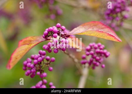 Callicarpa bodinieri var. giraldii ‘profusion’ beautyberry Beeren und Blätter mit Herbstfärbungen. VEREINIGTES KÖNIGREICH Stockfoto