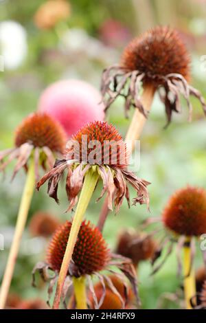 Samenkopf von Echinacea purpurea purpurpurea im Herbst. VEREINIGTES KÖNIGREICH Stockfoto