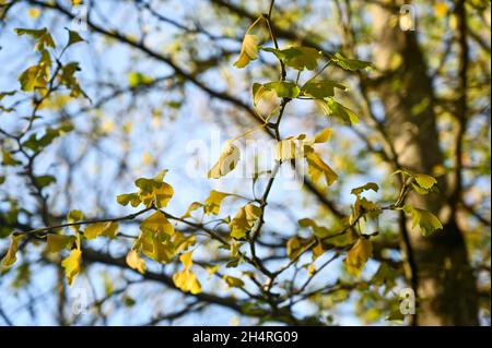 Gingko Baum im Obstgarten von Highdown Chalk Gardens Worthing West Sussex Stockfoto