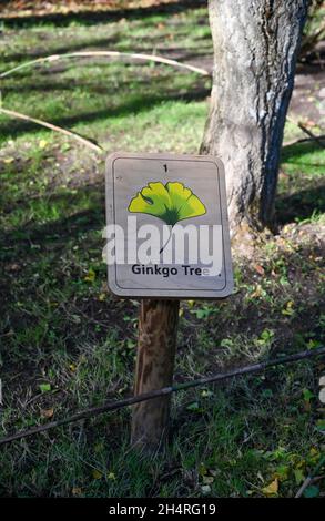 Gingko Baum im Obstgarten von Highdown Chalk Gardens Worthing West Sussex Stockfoto